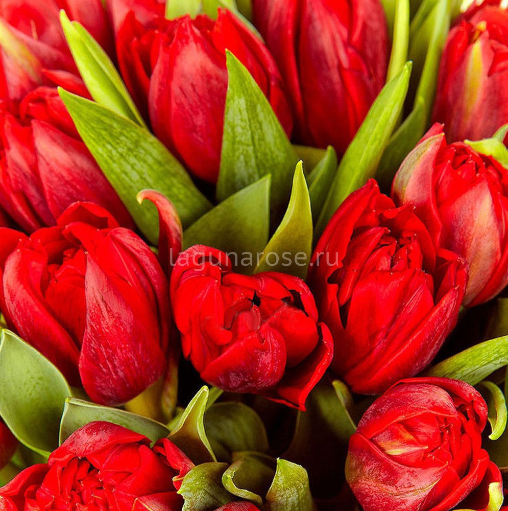 Красные тюльпаны красиво
